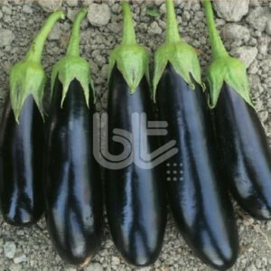 Kemer Patlıcan Tohumu