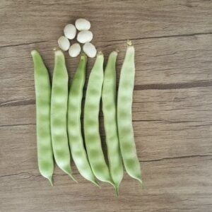 Özayşe Fasulye Tohumu