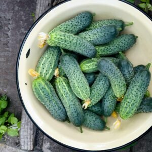 Top view of freshly harvested cucumbers in a ceramic bowl outdoors, showcasing their vibrant green freshness.