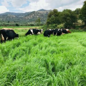 SÜT OTU Tohumu (Lolium multiflorum)