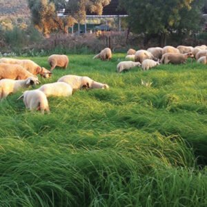TEFF GRASS (Eragrostis teff)