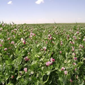 Yem Bezelyesi Tohumu