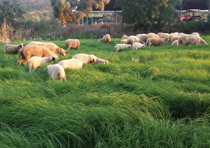 TEFF GRASS (Eragrostis teff)