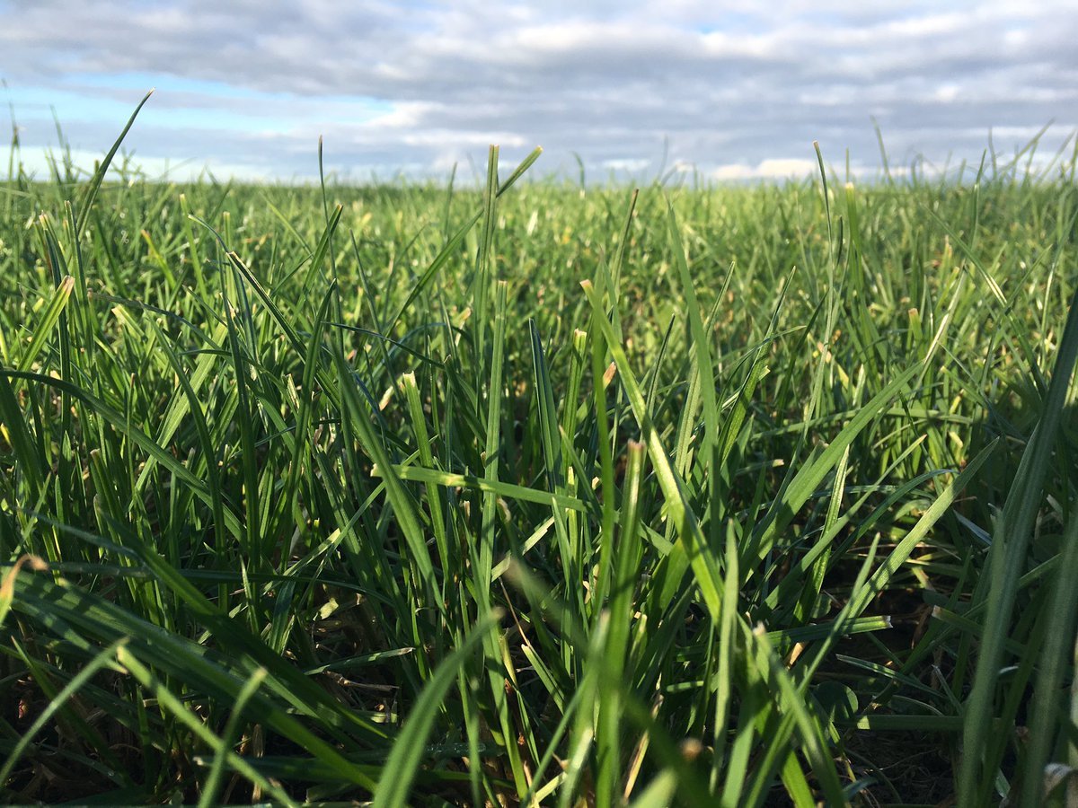 TEFF GRASS (Eragrostis teff) - Görsel 2