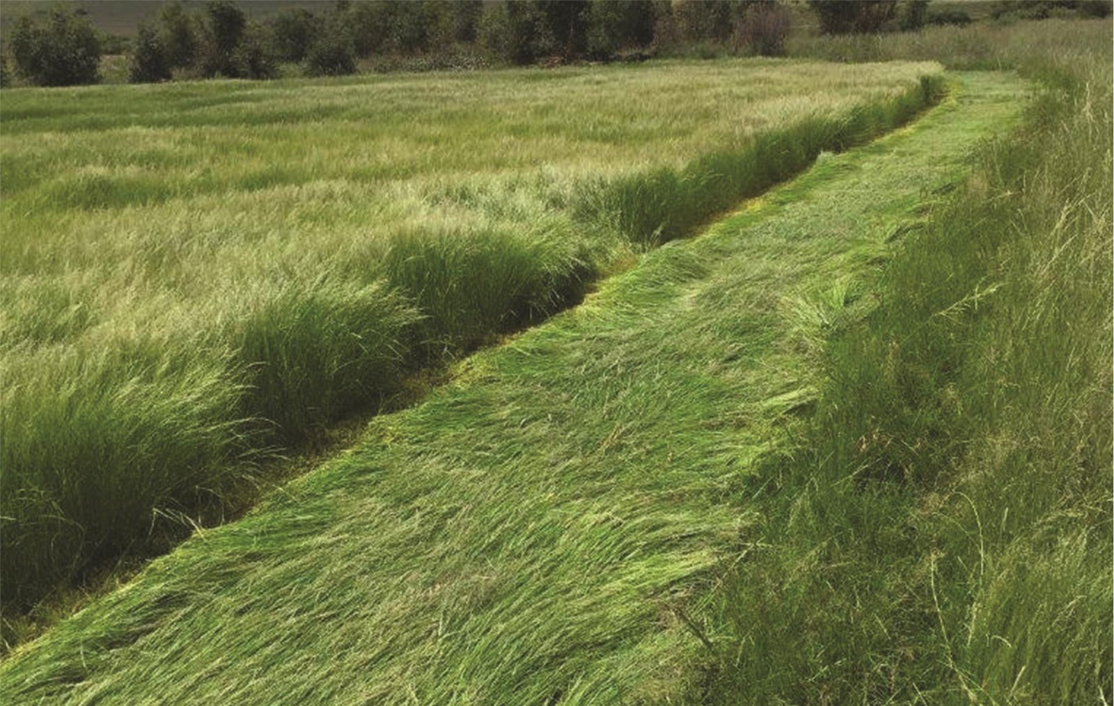 TEFF GRASS (Eragrostis teff) - Görsel 3