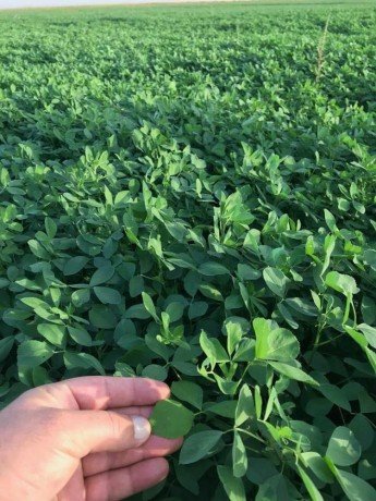 Yonca Tohumu - Görsel 2